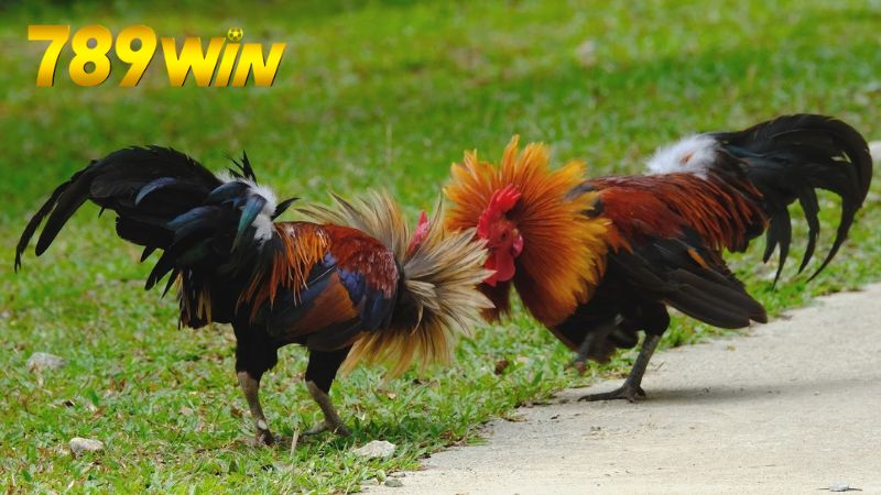 ca-cuoc-da-ga-789win